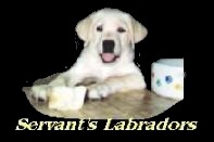 Labrador Breeders, Labrador Breeders CA, TX, AZ