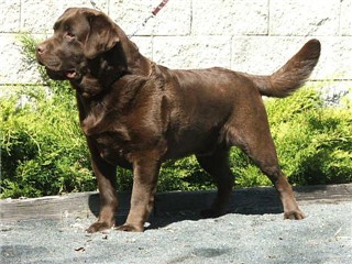 labrador retriever pedigree